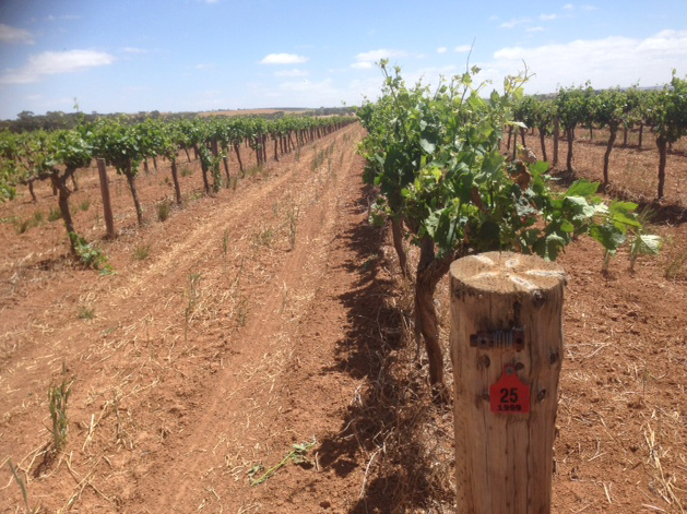 Watunga Road Vineyard, Barossa Valley, South Australia, Australia